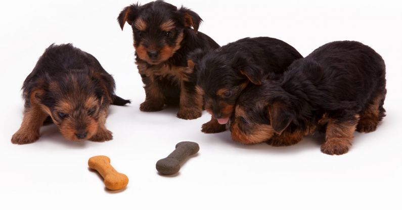 Pet Food - Black and Tan Yorkshire Terrier Puppy
